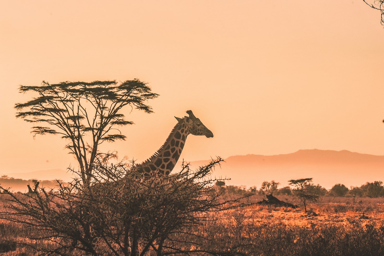 Ngorongoro Conservation Area