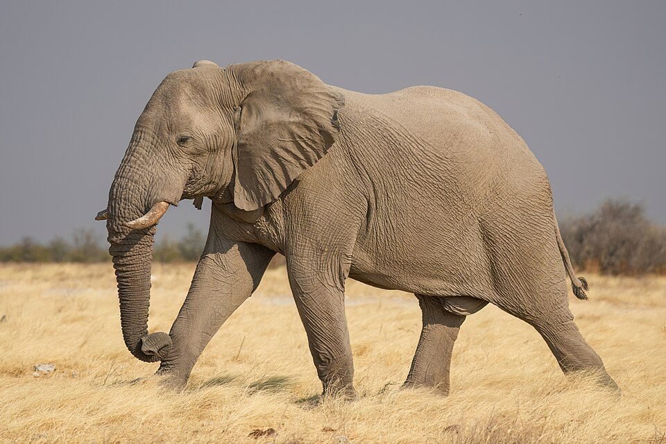 African Elephant