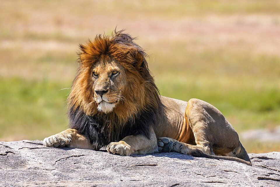 African Lion