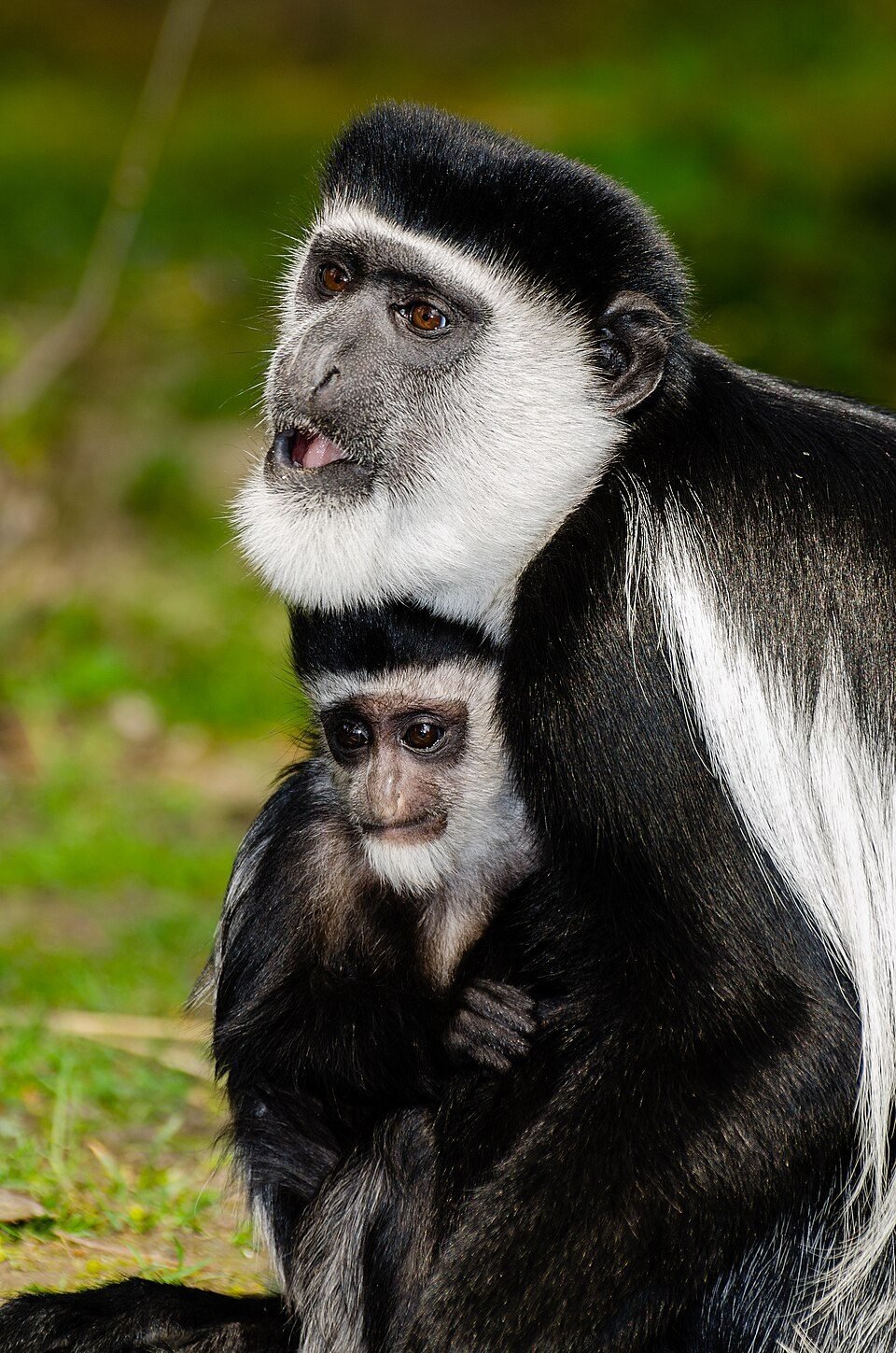Black-and-white Colobus