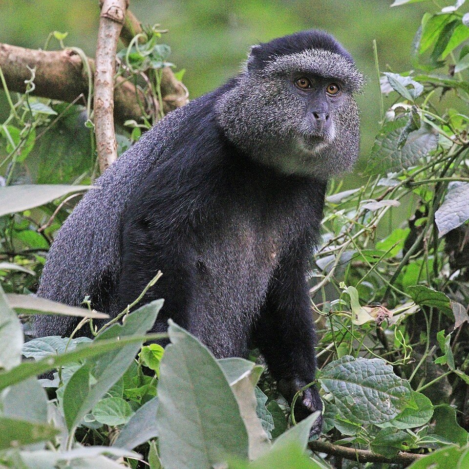 Blue Monkey