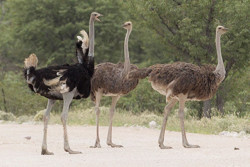 Common Ostrich (Masai Ostrich)