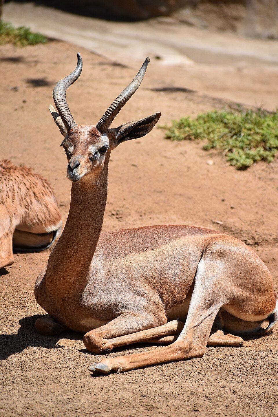 Gerenuk