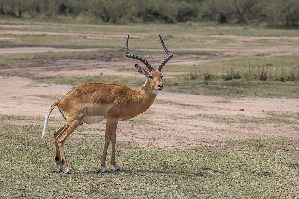 Impala
