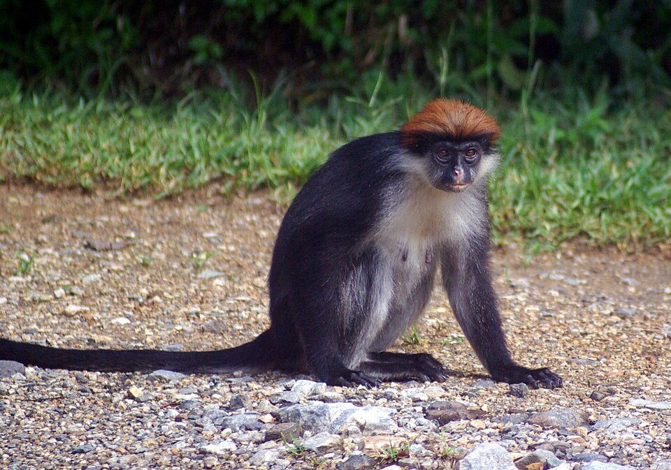 Iringa Red Colobus
