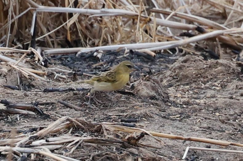 Kilombero Weaver