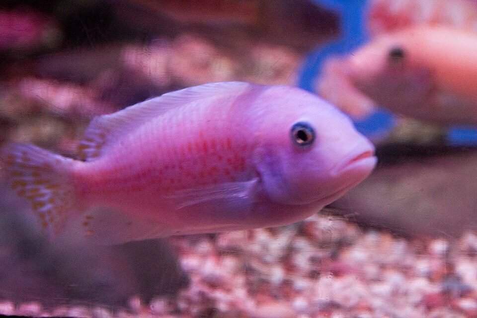 Lake Nyasa Cichlids
