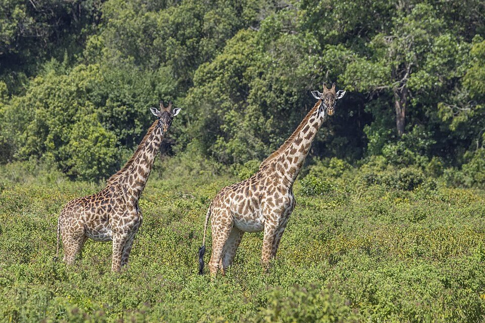 Masai Giraffe