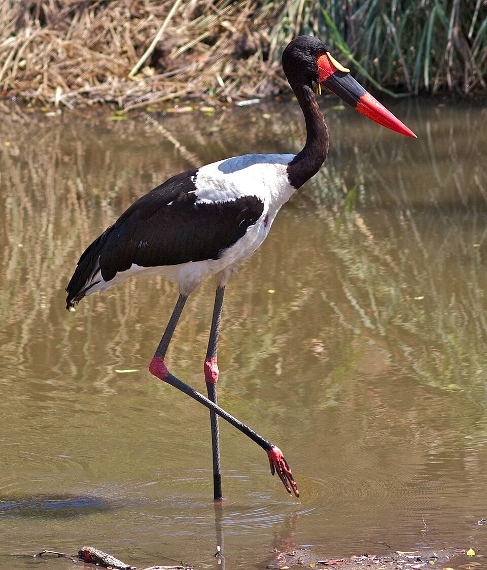Saddle-billed Stork