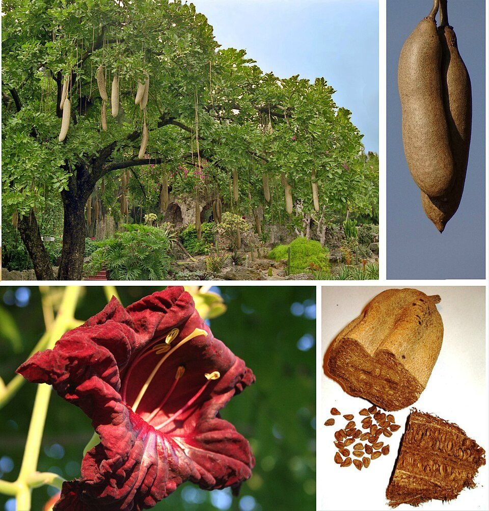 Sausage Tree
