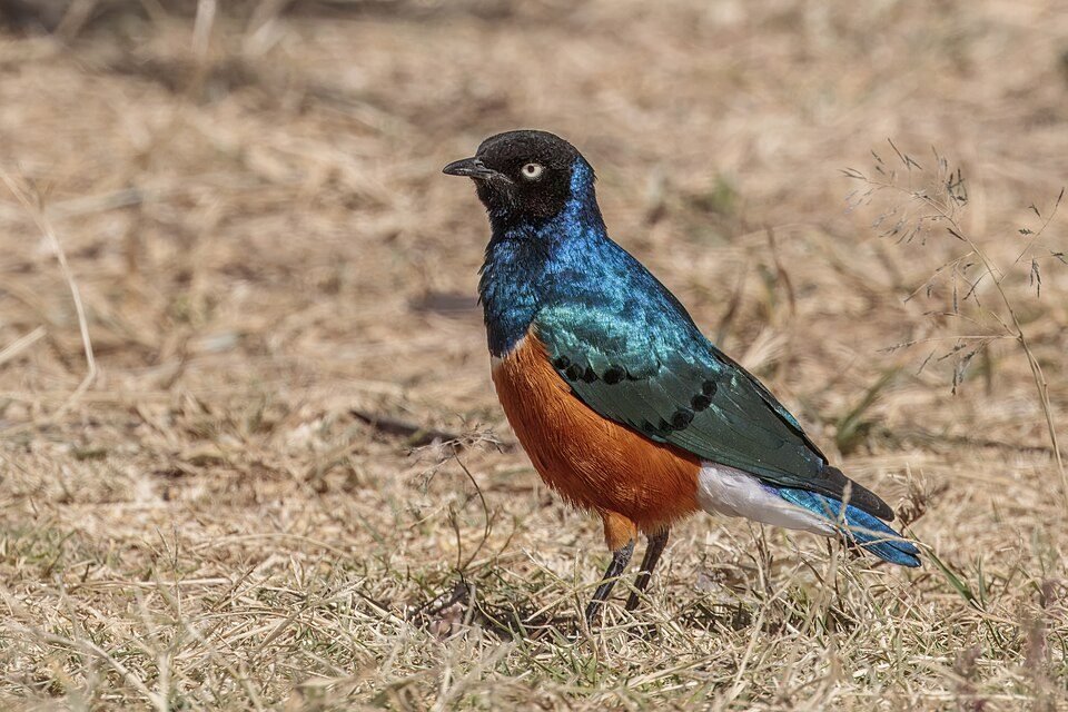 Superb Starling