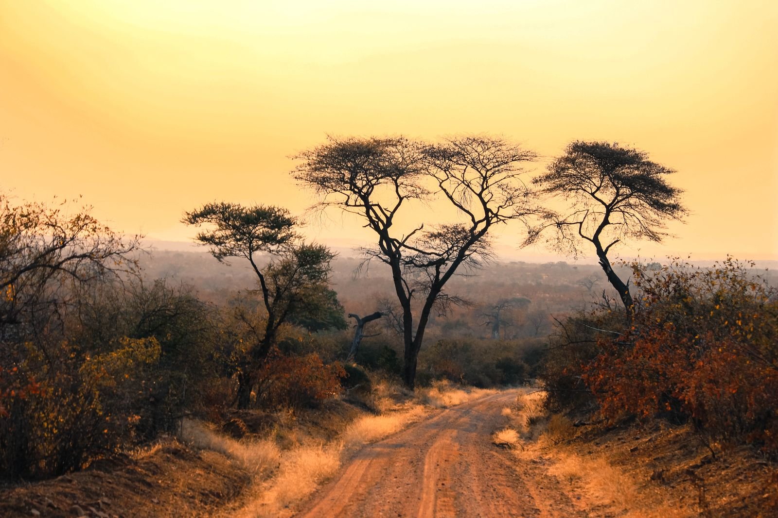 Acacia tree on the Tanzanian savanna at sunset
